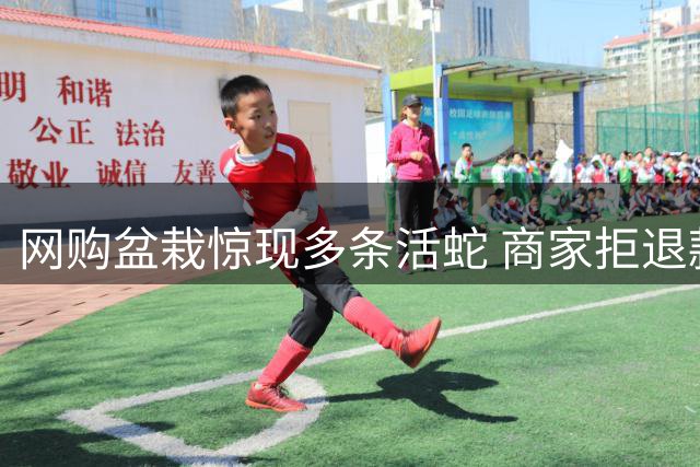 网购盆栽惊现多条活蛇 商家拒退款建议买杀虫药